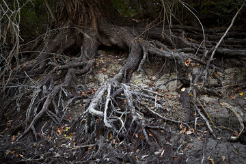Bare (exposed) roots of a tree on the bank of river