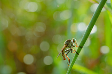 predatory insect on bokeh background
can be used to copy space text