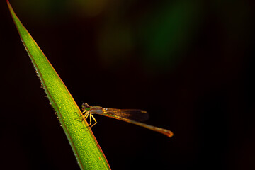 needle dragonfly on a leaf on a bokeh background
can be used to copy space text