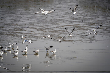the Seagull birds on beach and mangrove forest in Thailand country.