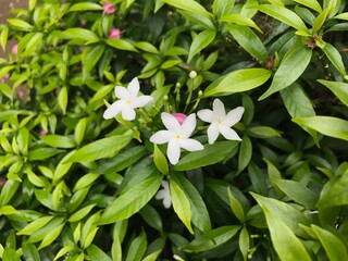 beautiful flower white with leaf green nature . background fresh natural