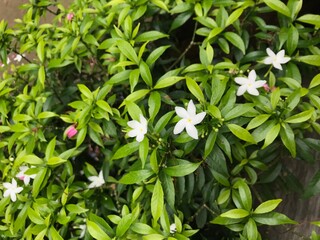 beautiful flower white with leaf green nature . background fresh natural