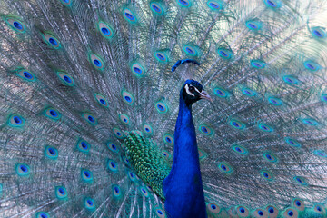 Portrait of beautiful peacock with feathers out ( large and brightly bird ).