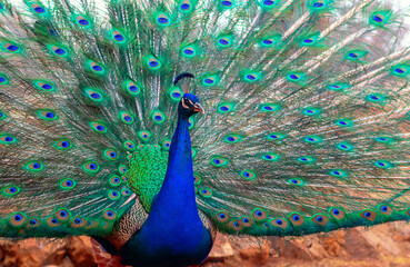 Obraz premium Close up view of The African peacock a large and brightly coloured bird. Portrait of beautiful peacock with feathers out.