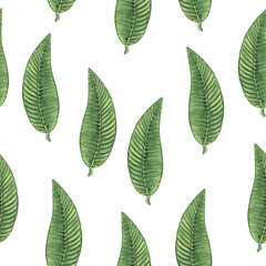 Green leaves watercolor pattern. Hand drawn illustration of green leaves on an isolated background. A realistic image of a plant. Green vegetation pattern