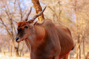 Beautiful Images  of African largest Antelope. Wild african Eland antelope  close up
