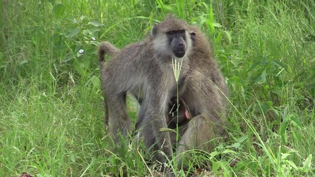two female olive baboons foraging in high green grass, one with a baby attached to her belly, a third baboon passes in background