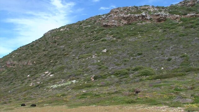 group of ostriches in lush green fynbos environment with blue sky and a stony hill in background, two males rest lied down while female stands