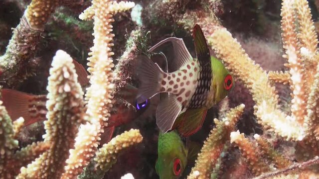 two pajama cardinalfish hidden in a staghorn coral during day, medium close-up shot