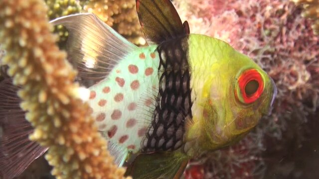 pajama cardinalfish hidden in a staghorn coral during day, close-up shot
