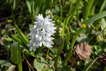 White spring flower with blue stripes and green leaves in sunny garden.