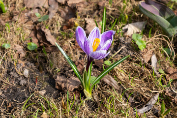 Purple spring crocus flower with yellow stamens in  sunny garden against dry foliage.