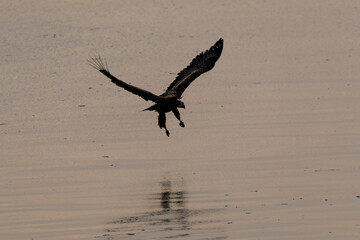 A large Red Book eagle is fishing in the sea. Bird of prey silhouette.