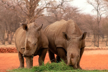 Obraz premium Wild african animals. Portrait of two bull white Rhinos eating grass in Etosha National park, Namibia.