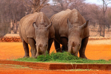  Wild african animals. Portrait of two bull white Rhinos eating grass in  National park, Namibia.