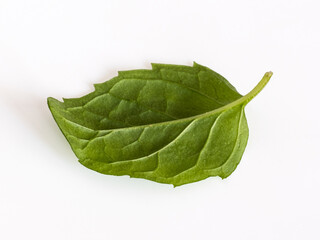 Peppermint leaf isolated on white background