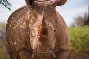 Portrait of a male bull white Rhino grazing in Etosha National park, Namibia. Wild african animals.