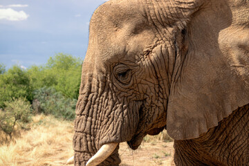 African Bush Elephant in the grassland of Etosha National Park. Africa