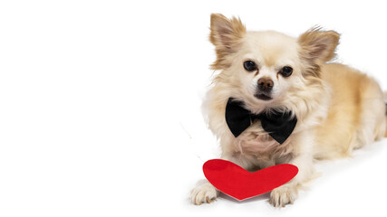 Valentine in love, a chihuahua dog in a bow tie looks into the camera with a red heart made of paper near his paws. Isolated on a white background