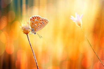 Blues, Coppers, Hairstreaks & Harvesters / Gossamer-Winged Butterflies. This is a family type in...