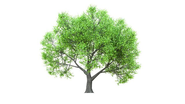 Growing trees on a white background 3D animation growth grow from small to large, HornBeam trees animate in the wind on white background with alpha matt 3D virtual tree. Separated with alpha channels