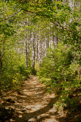 A path in a pine forest. Sunny autumn day in the forest. An empty path without people. Vertical composition, slender trunks, fallen brown needles. Natural background, hiking concept, ecotourism