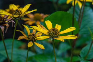 yellow flower in the garden