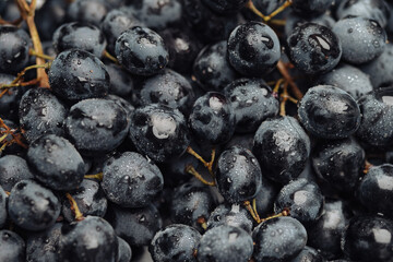Grape. Beautiful black grapes with dew drops. Close-up