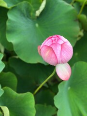 pink lotus flower