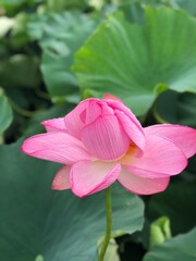 pink and yellow flower