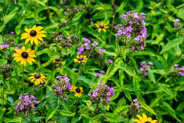 flowers in the meadow