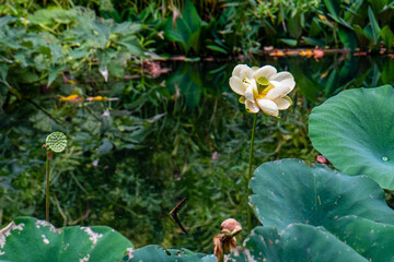 Lotus 