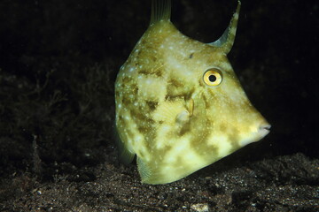 Behaviour of fish in the sandy bottom at night