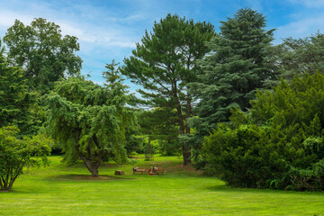 trees in the park