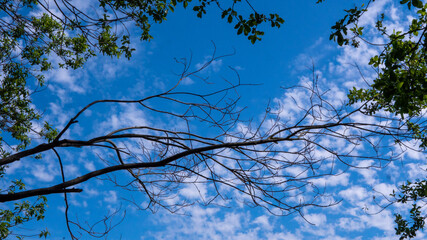 sky and tree