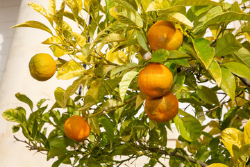 tangerine clementine branch with green leaves on tree citrus mandarin fruits