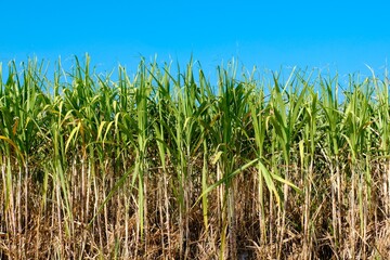 Cane landscape on a blue background
