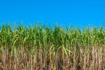 Cane landscape on a blue background
