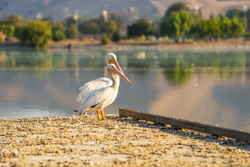 Two white American pelicans sit on the pier.