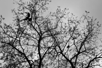 two birds on the branches of a tree. One of the birds is flying. black and white.