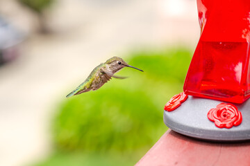 Fototapeta premium Hummingbird flies to the feeder with nectar. Wildlife photography.