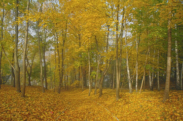 Obraz premium autumn forest in the Świętokrzyskie Mountains