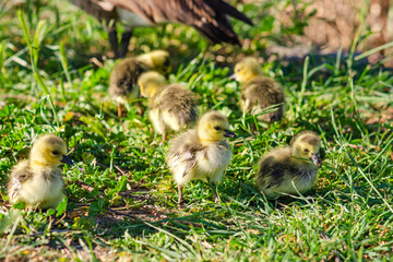 Canadian Goslings on the grass.