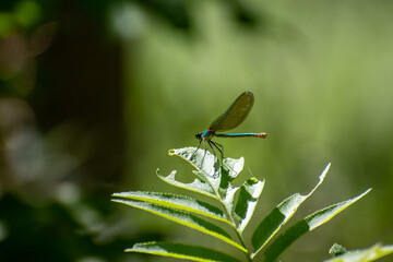 Dragonfly on a green leaf