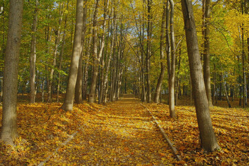 autumn forest in the Świętokrzyskie Mountains