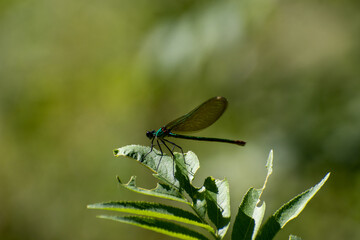 Fototapeta na wymiar Dragonfly on a green leaf