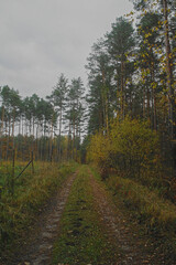 autumn forest in the Świętokrzyskie Mountains