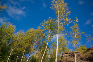 autumn forest in the Świętokrzyskie Mountains
