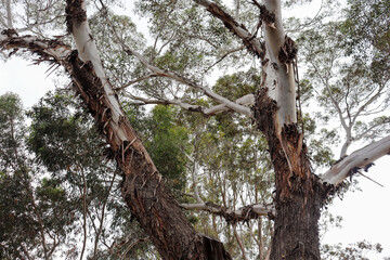 looking up at textured eucalyptus tree branches