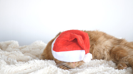 A big red cute Maine Coon cat as a tiger with a Christmas hat, sitting on a plaid.